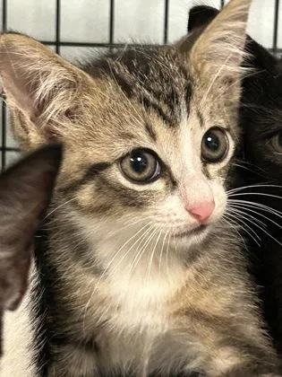 A baby small-sized male Domestic Short Hair cat named Tumble for adoption in Largo, FL