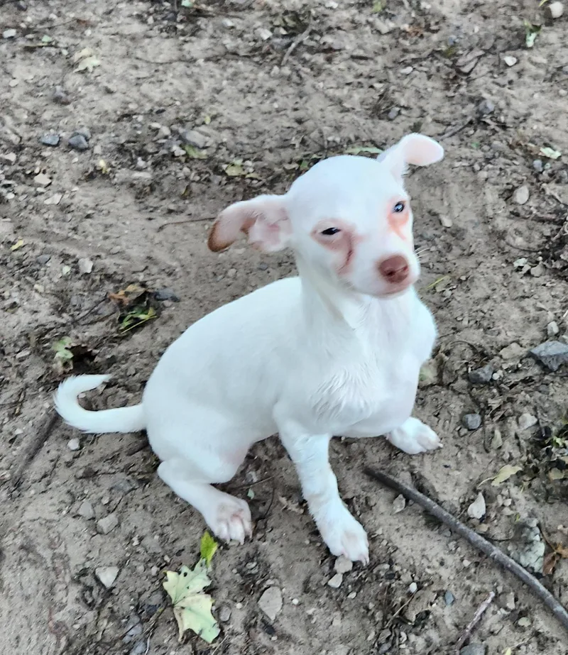 A baby small-sized female Chihuahua dog named Luna for adoption in Liberty Center, OH