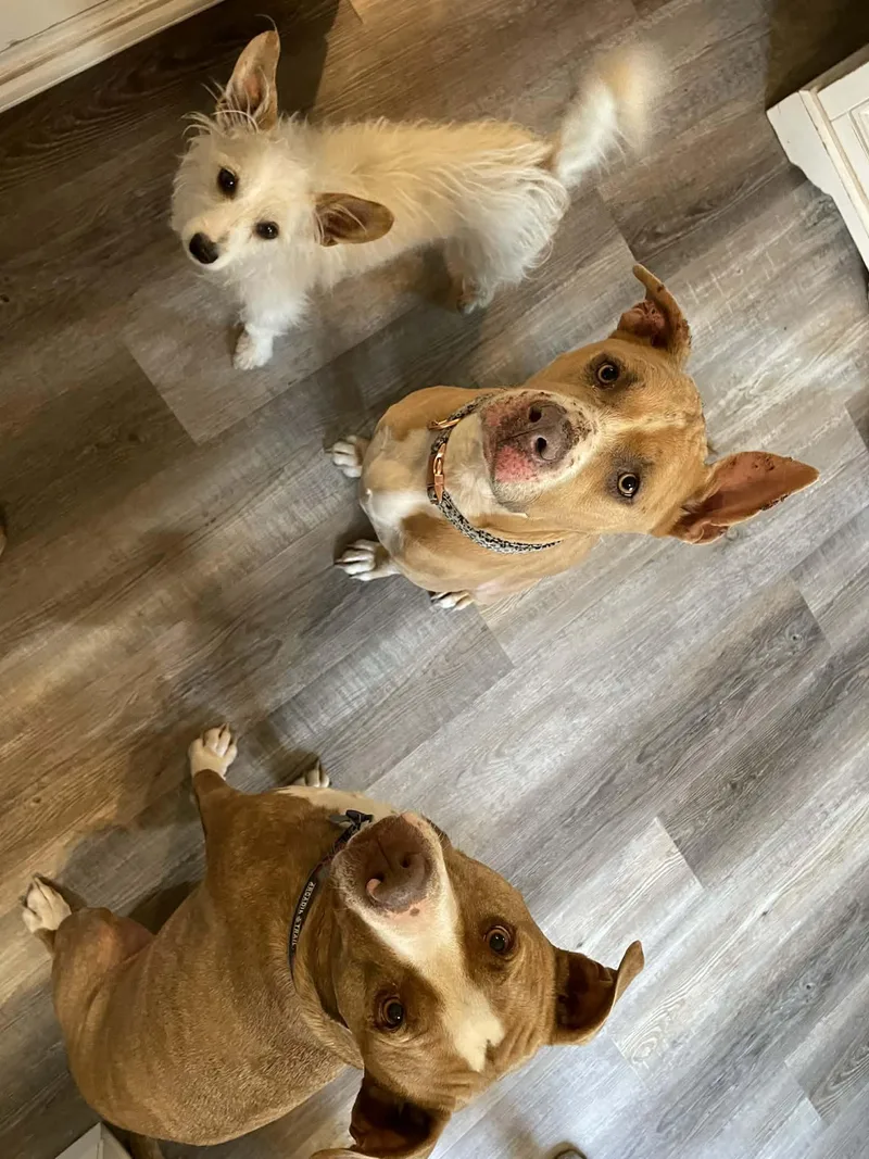 Ellie Mae thumbnail 4