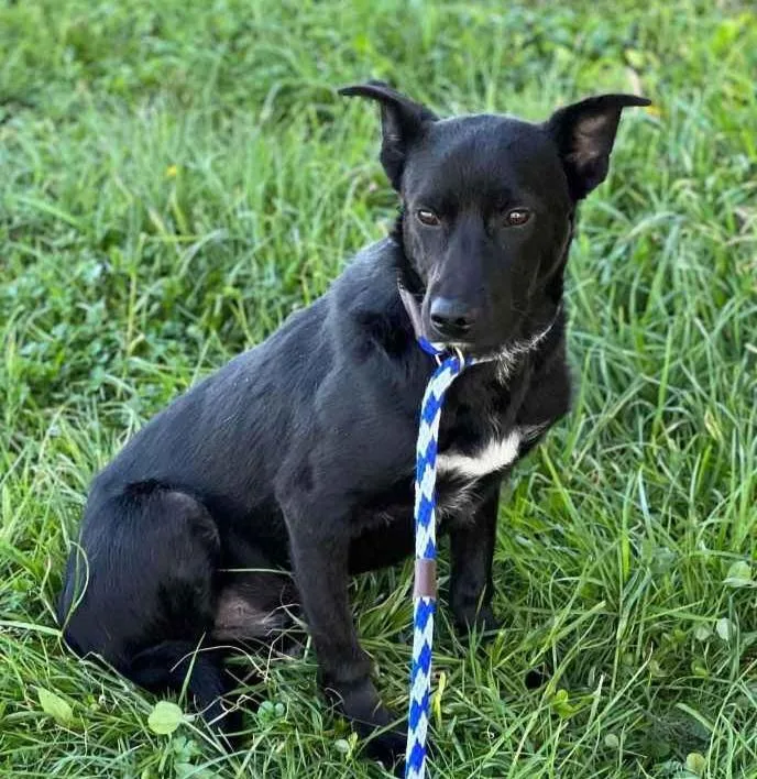 An adult medium-sized male Shepherd dog named Timber Walton for adoption in Roswell, GA