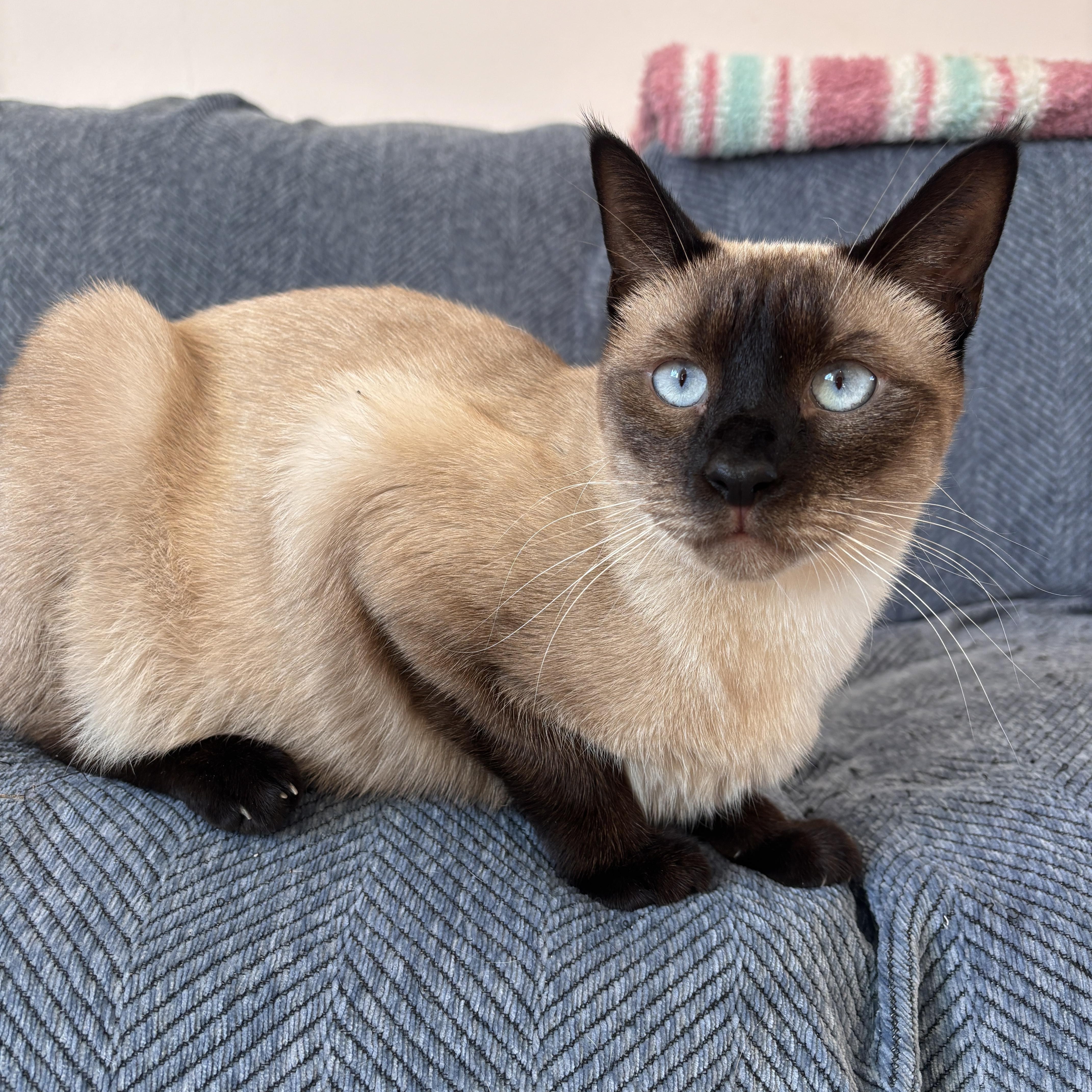 An adult medium-sized female Seal Point Siamese cat named Buttercup for adoption in Inglewood, CA