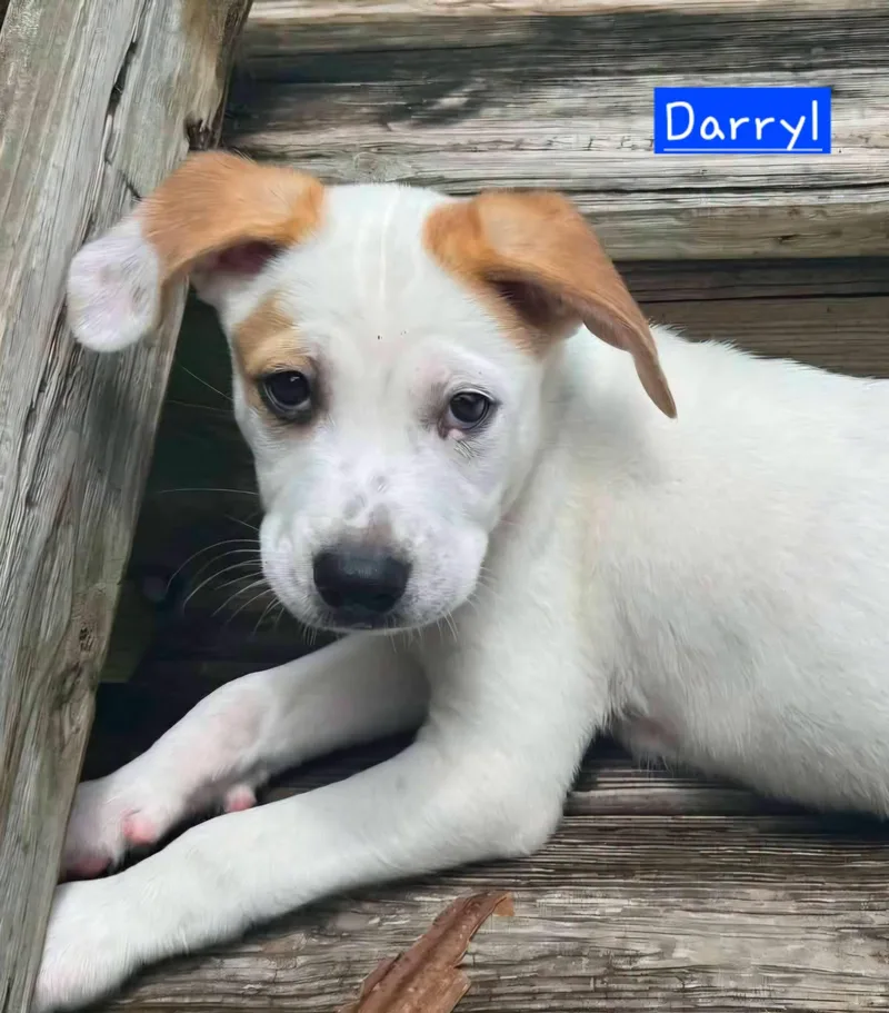 Darryl