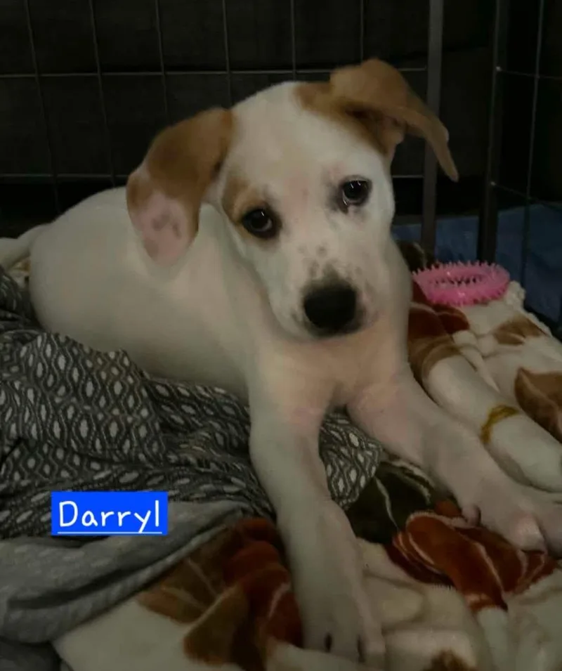 Darryl thumbnail 2