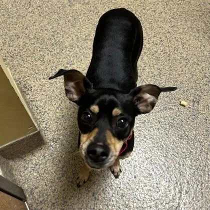 An adult small-sized male Italian Greyhound dog named Dash for adoption in Merriam, KS