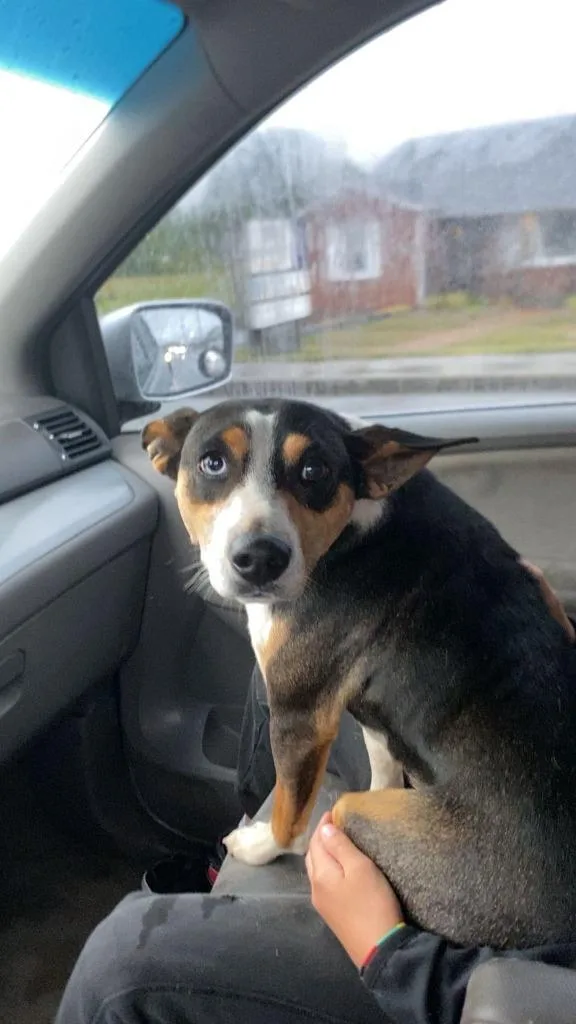 A young medium-sized male Mixed Breed dog named Blue for adoption in Gallatin, TN