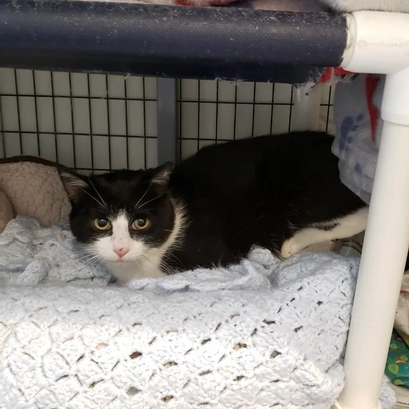 A young medium-sized male Black Domestic Short Hair cat named Mousse for adoption in Charlottesville, VA