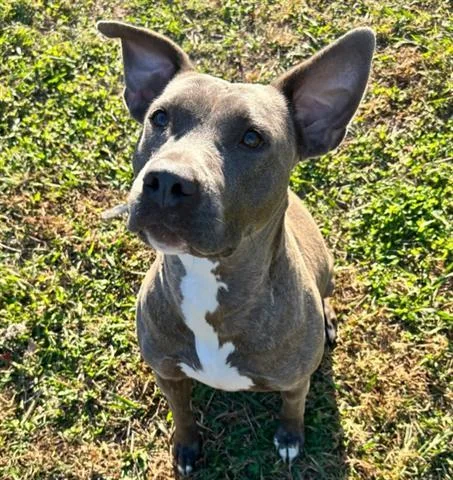 An adult large-sized female Pit Bull Terrier dog named Cinnamon for adoption in Norfolk, VA