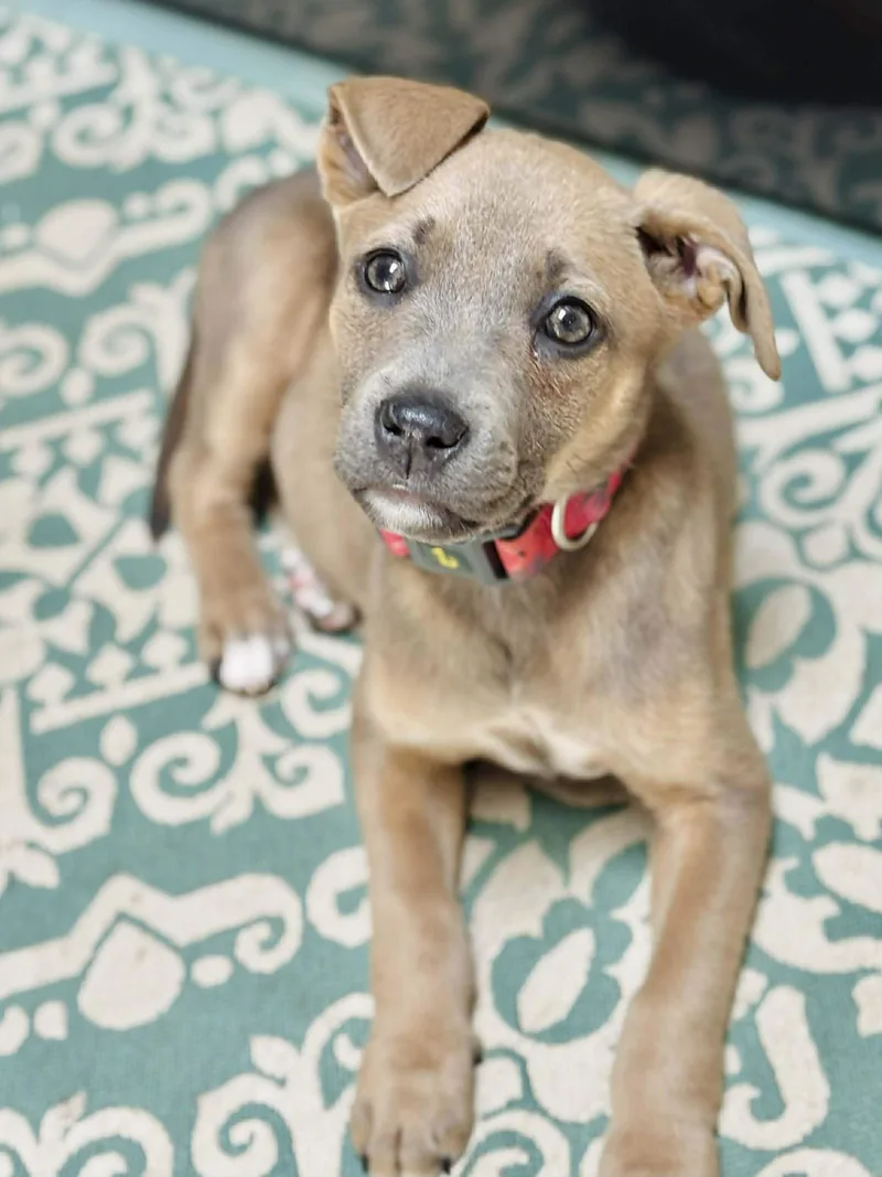 A baby medium-sized female Labrador Retriever dog named Lily for adoption in Columbia, MO