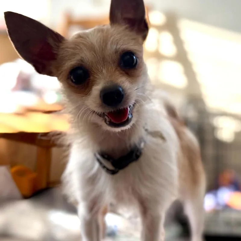 Archie