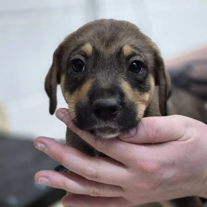 A baby small-sized female Brown / Chocolate Mixed Breed dog named Silver for adoption in Ardmore, OK