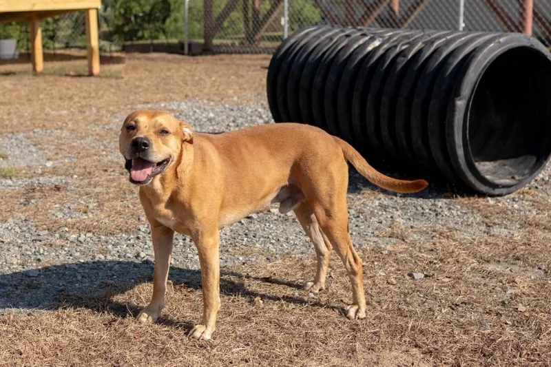 A young large-sized male Mixed Breed dog named Rufus for adoption in Lakeland, GA