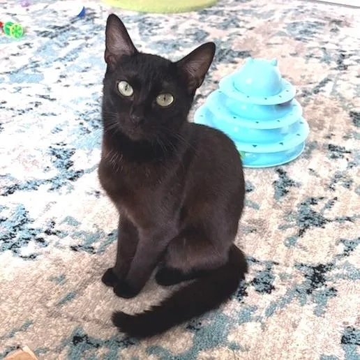 A young medium-sized female Black Domestic Short Hair cat named Lily for adoption in Brownsboro, AL