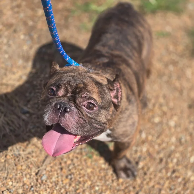 An adult medium-sized male Brindle English Bulldog dog named Rider for adoption in Elizabeth City, NC