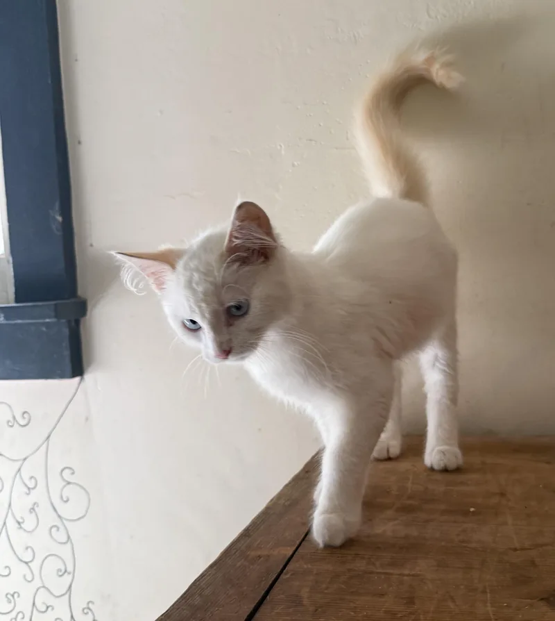 Marlo