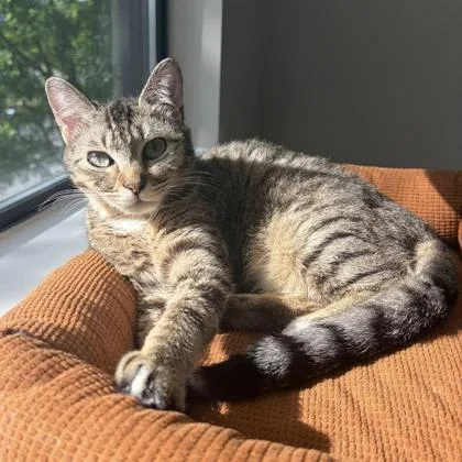 A young small-sized male Brown / Chocolate Domestic Short Hair cat named Big Tabby for adoption in Atlanta, GA