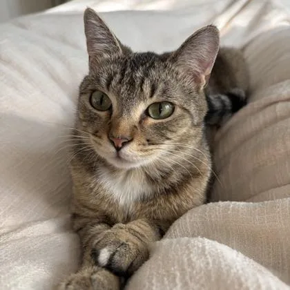 Big Tabby thumbnail 3