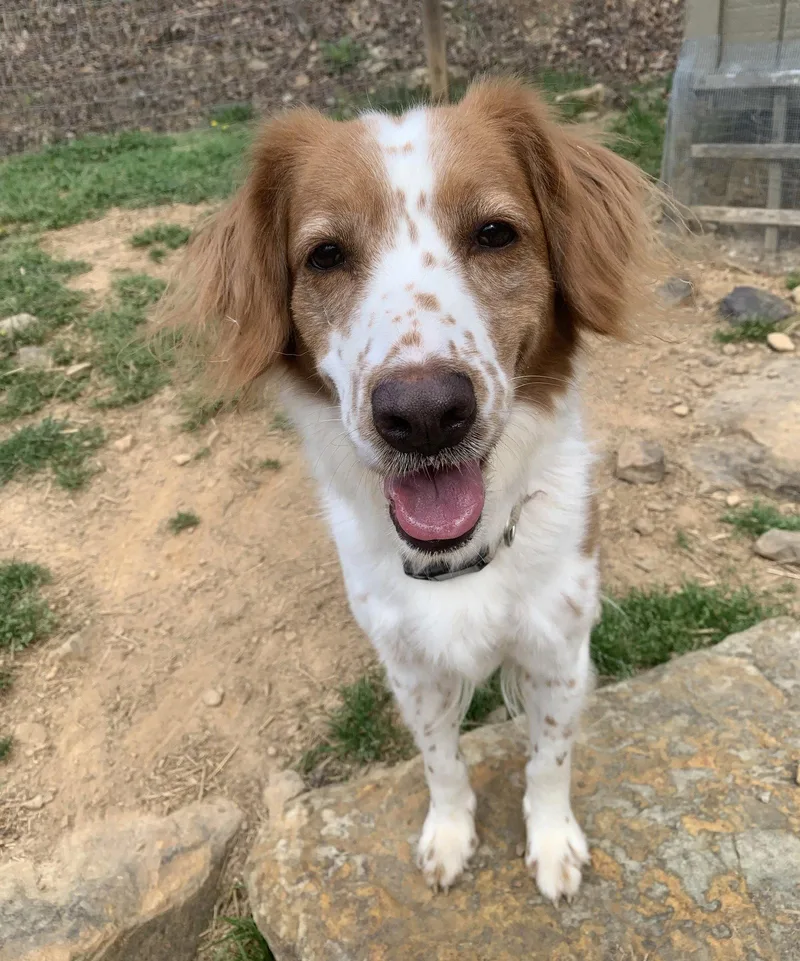 An adult medium-sized female Brittany Spaniel dog named Garegan for adoption in Baldwinsville, NY