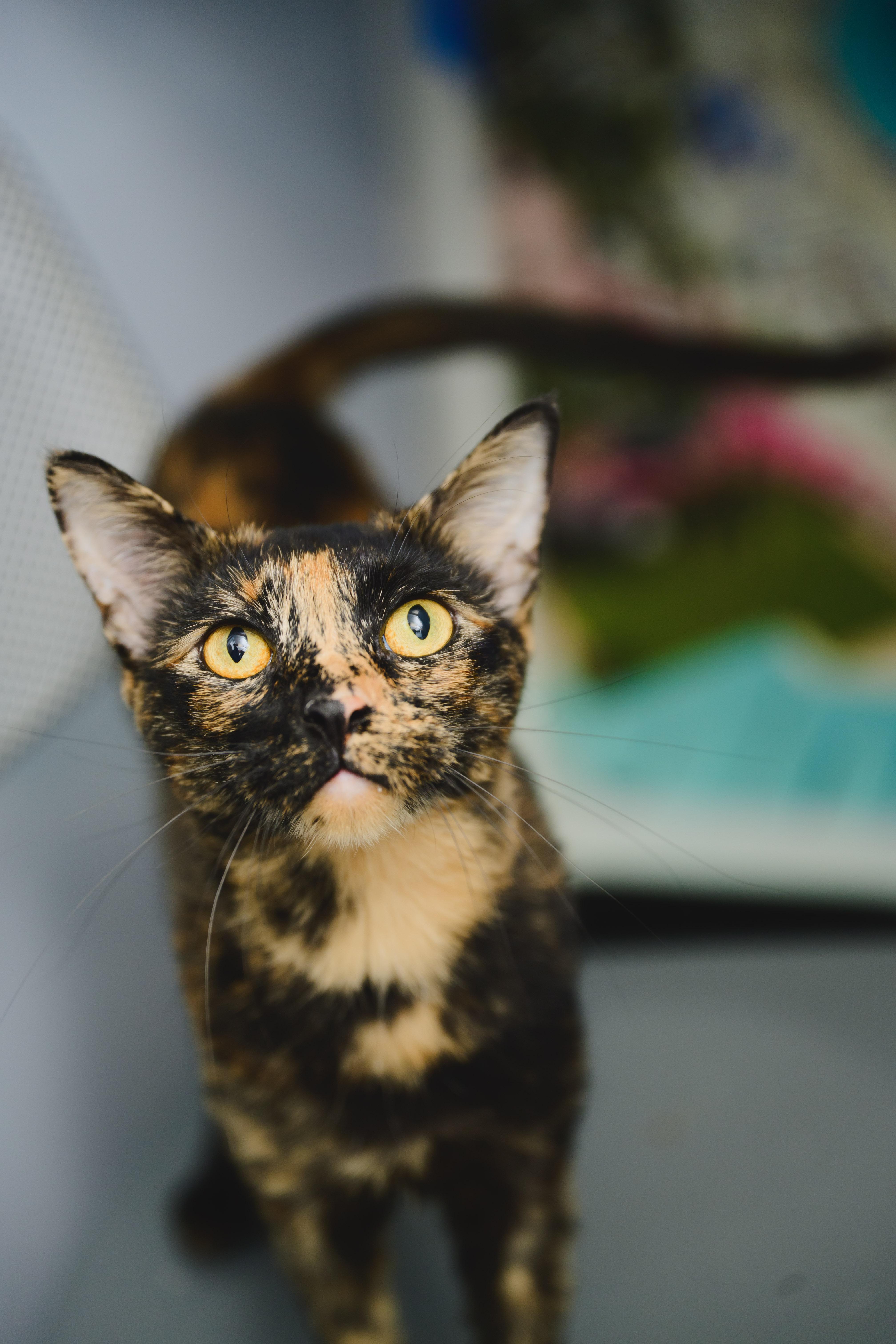 An adult medium-sized female Domestic Short Hair cat named Linguine for adoption in Honolulu, HI