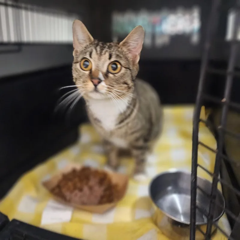 A young small-sized female Gray / Blue / Silver Domestic Short Hair cat named Millie Bobbie Brown for adoption in Evensville, TN