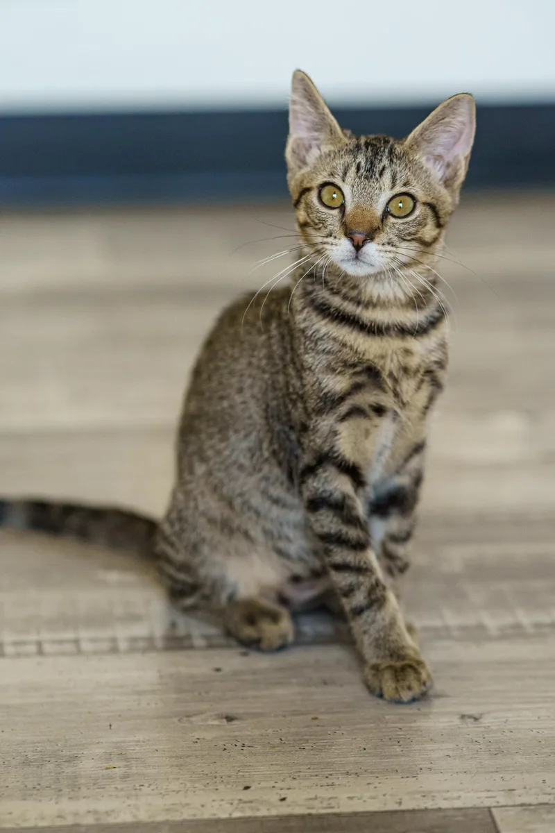 A baby medium-sized male Tabby (Buff / Tan / Fawn) Tabby cat named Popeye for adoption in LAMPASAS, TX