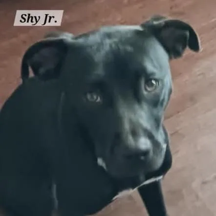 Sherryshy Jrjuno thumbnail 3