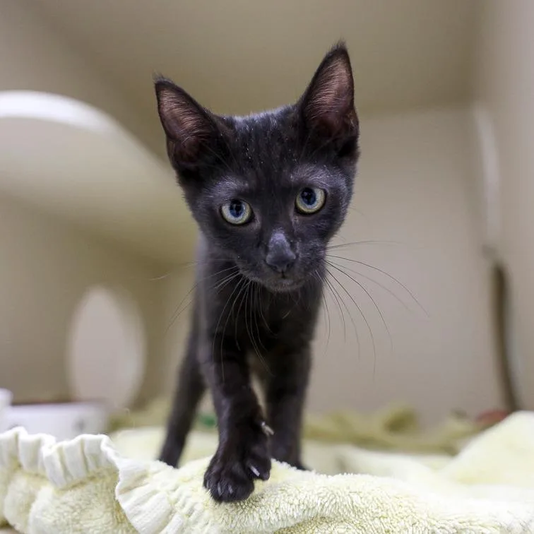 A baby small-sized male Black Domestic Short Hair cat named Ares for adoption in Bradenton, FL