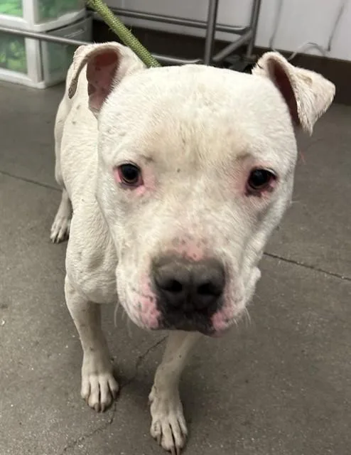 A young medium-sized male Pit Bull Terrier dog named Farrell for adoption in Tucson, AZ