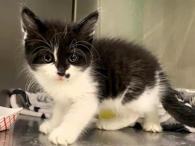 A baby small-sized male Domestic Short Hair cat named A for adoption in Tustin, CA