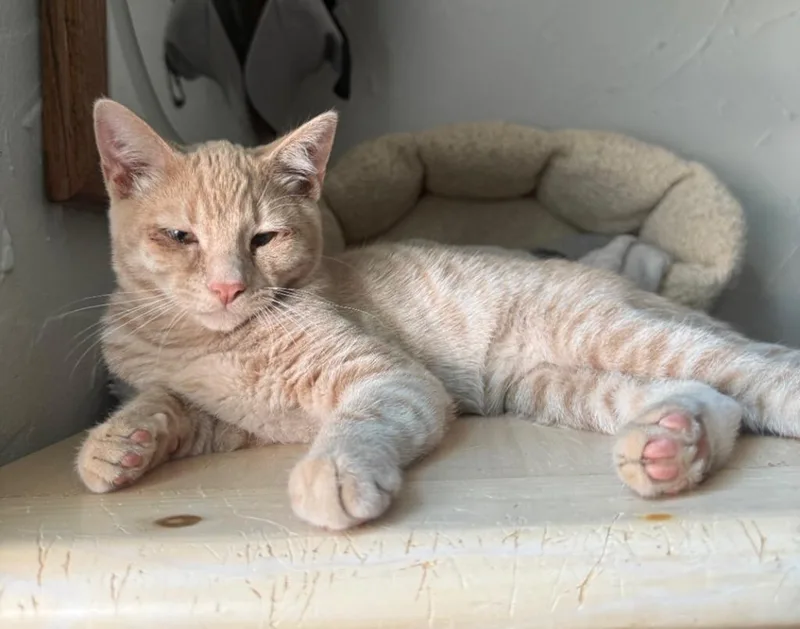 A baby small-sized male Domestic Short Hair cat named Roland for adoption in Lemoore, CA