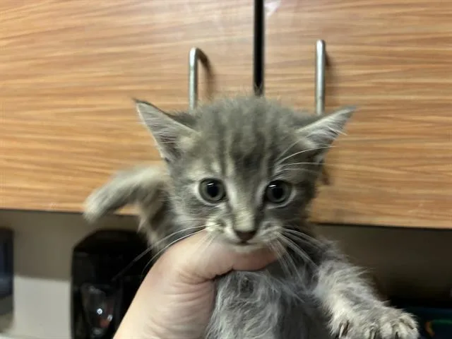 A baby small-sized male Domestic Medium Hair cat named Smokey Joe for adoption in Modesto, CA