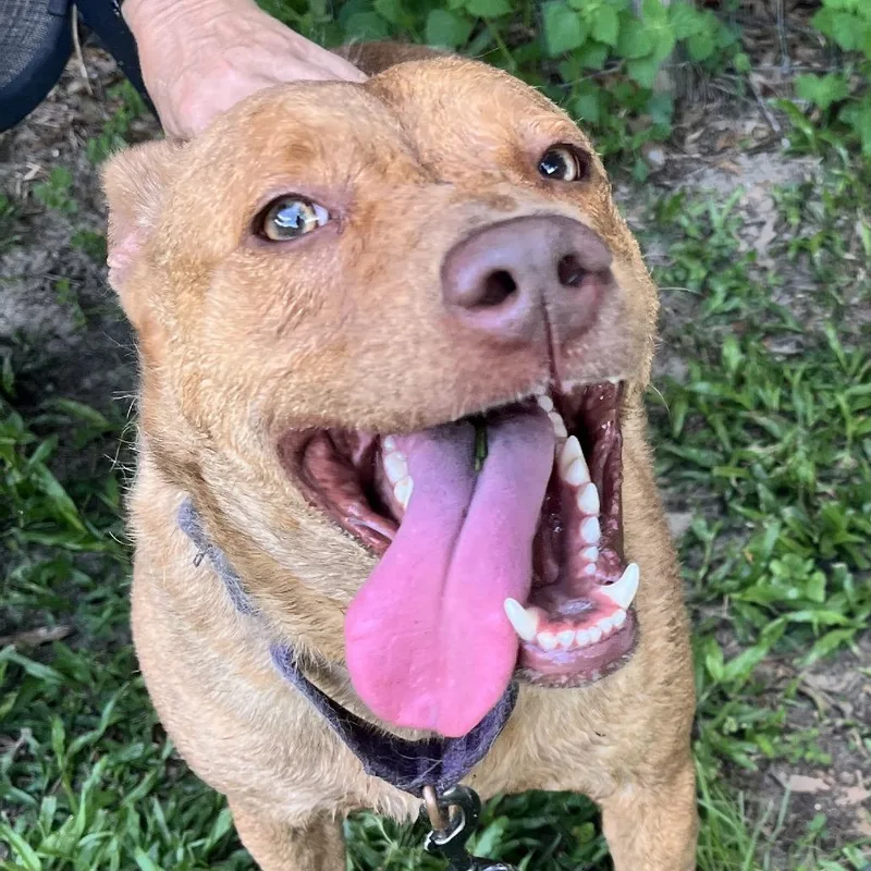 An adult medium-sized female Mixed Breed dog named Taz for adoption in Williston, FL