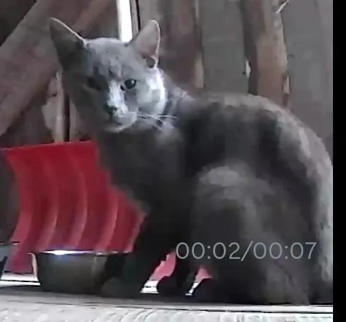 A young medium-sized male Gray / Blue / Silver Domestic Short Hair cat named Graydon for adoption in Paris, KY