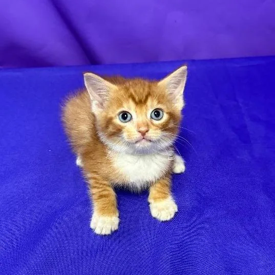 A baby small-sized male Orange / Red Domestic Medium Hair cat named Vice for adoption in North Myrtle Beach, SC