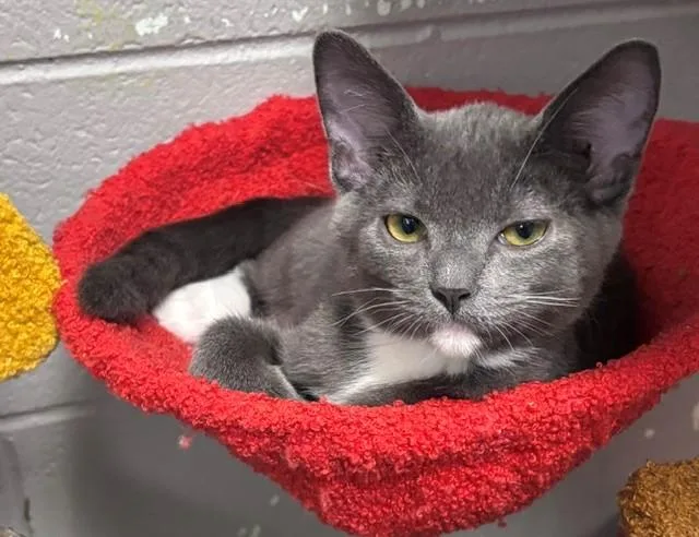 A young medium-sized male Gray & White Domestic Short Hair cat named Repete for adoption in Allegan, MI