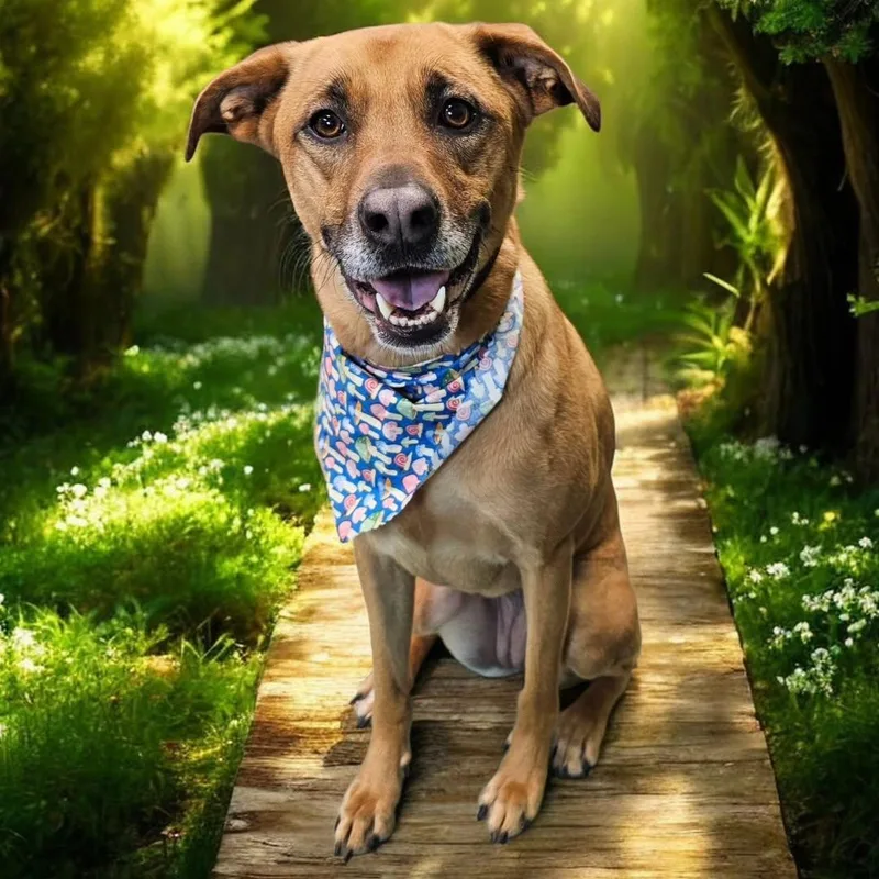 An adult large-sized female Shepherd dog named Quinta for adoption in Fargo, ND