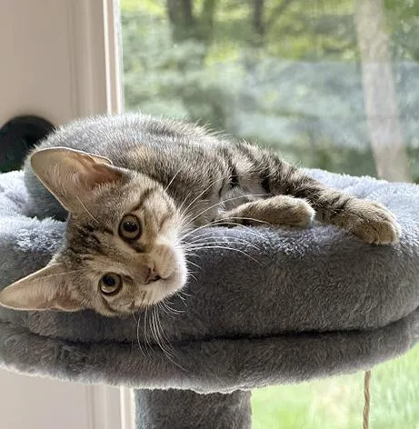 A baby medium-sized female Tabby (Brown / Chocolate) Tabby cat named Erin for adoption in Parkville, MO