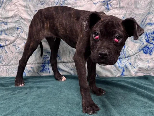 A baby small-sized male Cane Corso dog named A for adoption in Lancaster, CA