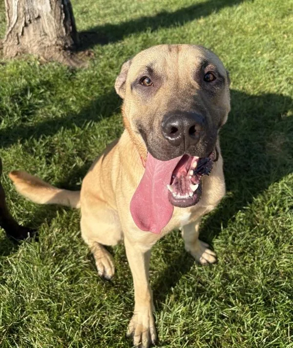 A young large-sized male Shar-Pei dog named Scooby for adoption in Sioux City, IA