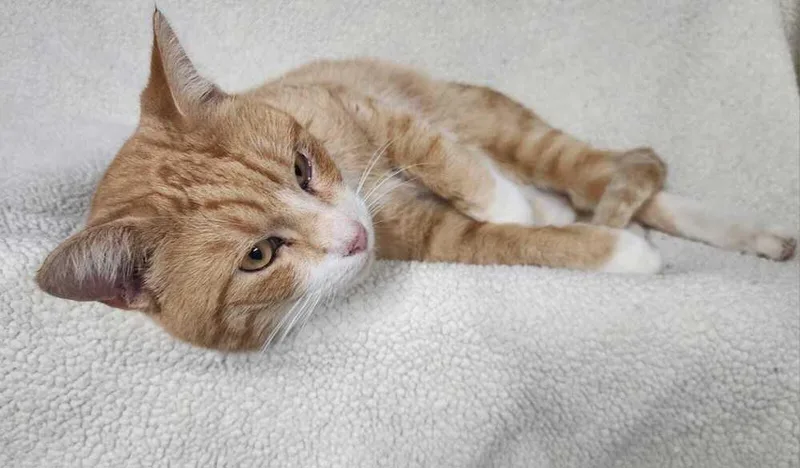 An adult medium-sized male Orange & White Domestic Short Hair cat named Archie for adoption in Jessup, MD