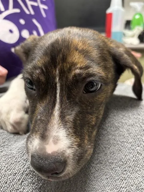 A baby medium-sized male Pit Bull Terrier dog named Jonah A for adoption in Plano, TX