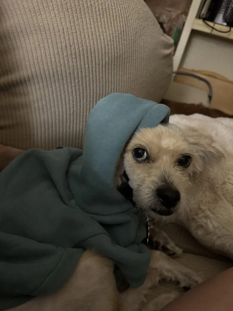 An adult small-sized male Maltese dog named Andre for adoption in San Diego, CA