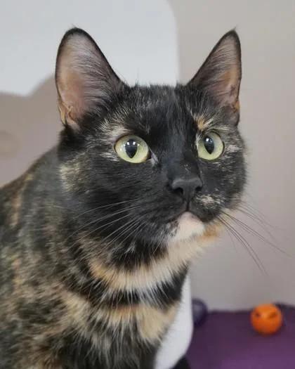 A young medium-sized female Domestic Short Hair cat named Cici for adoption in Fishers, IN