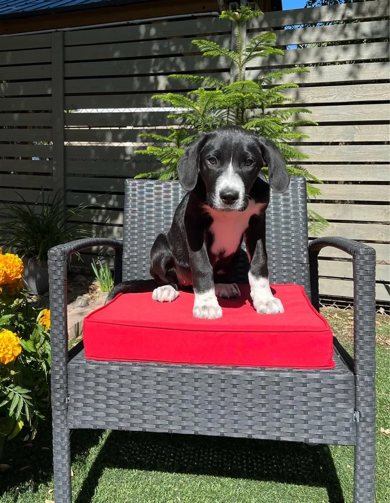 A young large-sized female Black Labrador Retriever dog named Abby for adoption in Temecula, CA