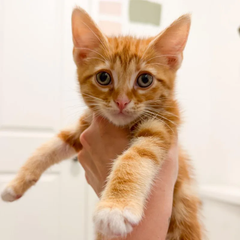 A baby small-sized male Orange / Red Domestic Short Hair cat named Kevin for adoption in Long Beach, CA
