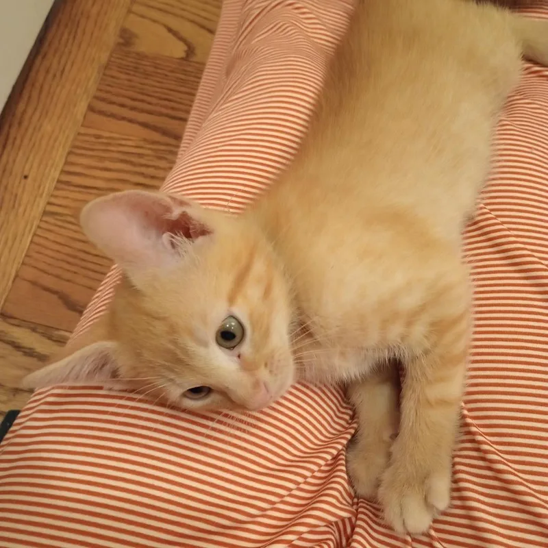 A baby small-sized male Domestic Short Hair cat named Lotus for adoption in Cumming, GA