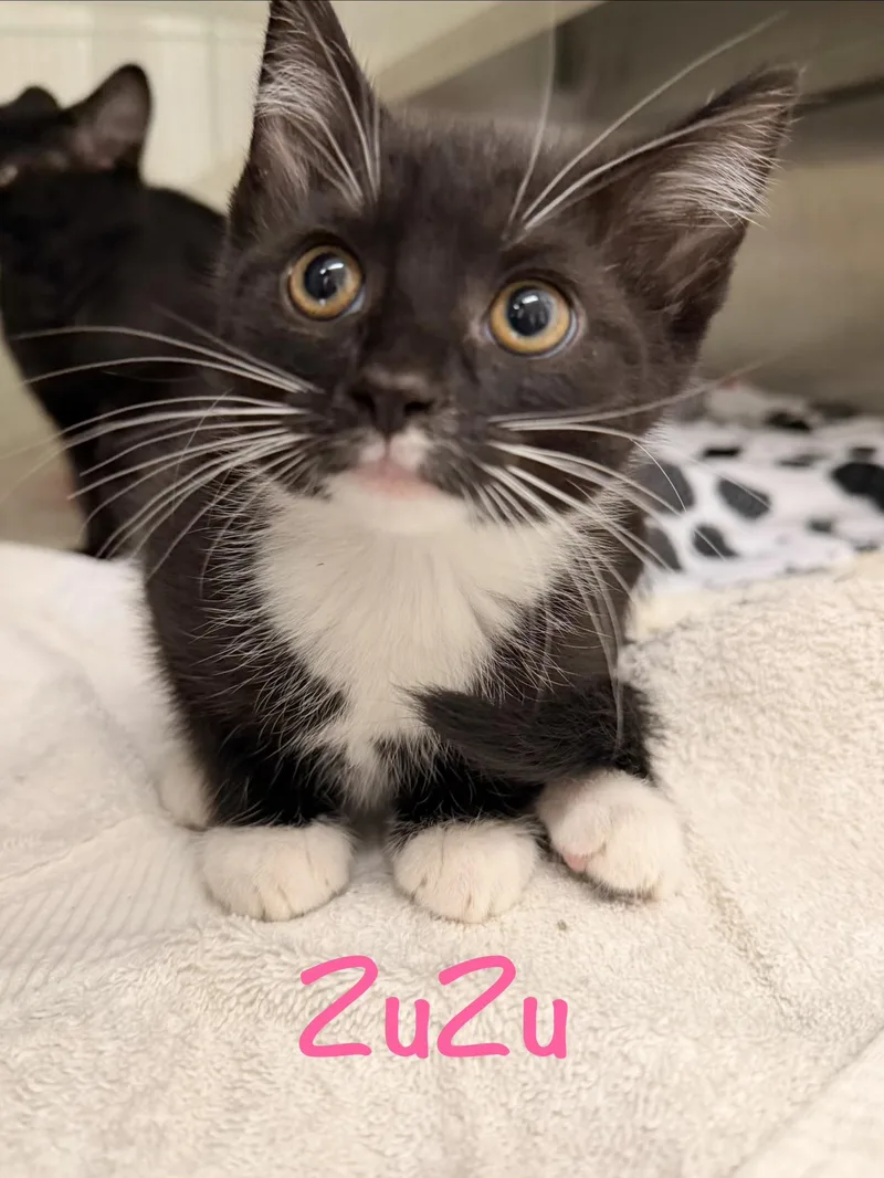 A baby medium-sized female Black & White / Tuxedo Tuxedo cat named ZuZu for adoption in Crescent City, CA