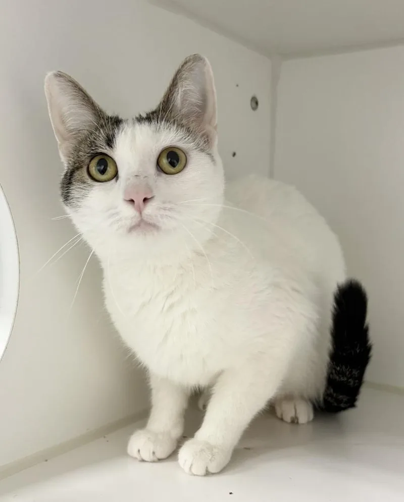 An adult medium-sized female Black & White / Tuxedo Domestic Short Hair cat named Vienna for adoption in Rochester, IN