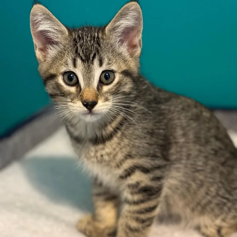 A baby small-sized male Brown / Chocolate Domestic Short Hair cat named S&T: Twix for adoption in Falls Church, VA