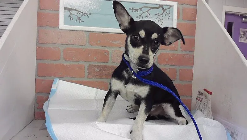 A young small-sized male Chihuahua dog named A for adoption in Houston, TX
