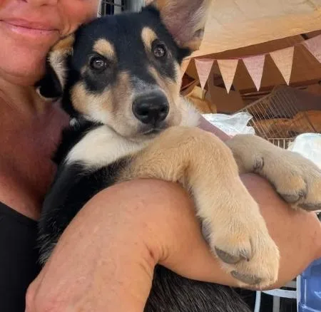 A baby large-sized male German Shepherd Dog dog named Oso for adoption in Oakland, CA